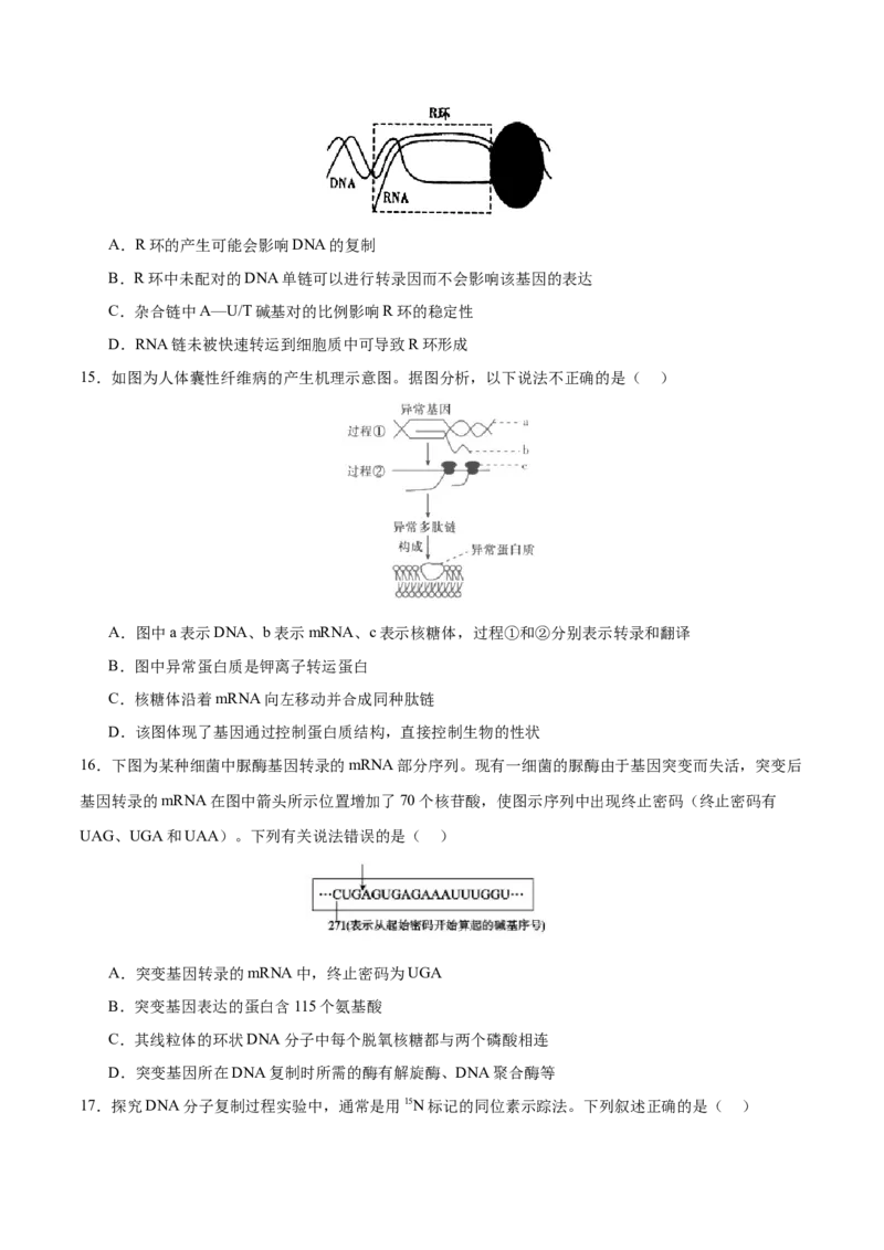 专题五遗传的分子基础、变异和进化（测试）（原卷版）_2024年新高考资料_2.2024二轮复习_2024年高考生物二轮复习讲练测（新教材新高考）