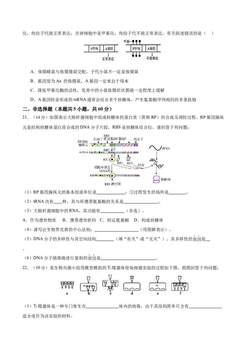 专题五遗传的分子基础、变异和进化（测试）（原卷版）_2024年新高考资料_2.2024二轮复习_2024年高考生物二轮复习讲练测（新教材新高考）