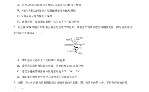 专题五遗传的分子基础、变异和进化（测试）（原卷版）_2024年新高考资料_2.2024二轮复习_2024年高考生物二轮复习讲练测（新教材新高考）
