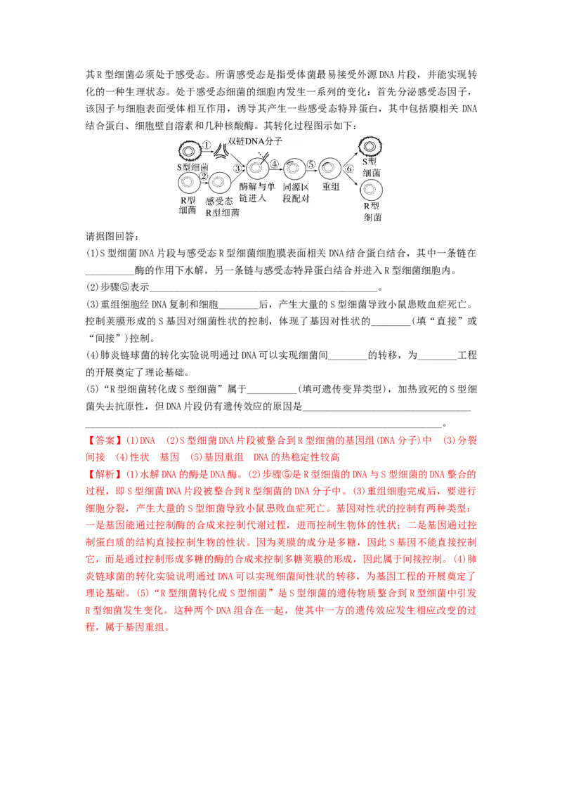 专题17DNA是主要的遗传物质（精练）（解析版）_2024年新高考资料_1.2024一轮复习_备战2024年高考生物一轮复习串讲精练（新高考专用）