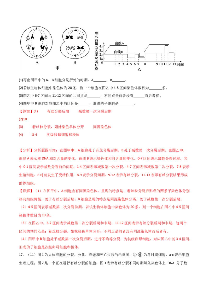 单元检测卷04细胞的生命历程（解析版）_2024年新高考资料_1.2024一轮复习_2024年高考生物一轮复习考点通关卷（新高考通用）