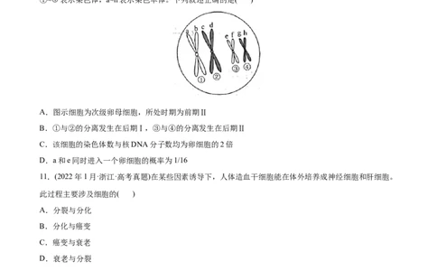专题04细胞的生命历程（包括减数分裂）-2022年高考真题和模拟题生物分专题训练（学生版）_2024年新高考资料_1.2024一轮复习_赠2022年高考生物真题与模拟题分类