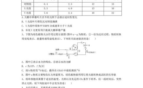 专题09光合作用（精练）（原卷版）_2024年新高考资料_1.2024一轮复习_备战2024年高考生物一轮复习串讲精练（新高考专用）