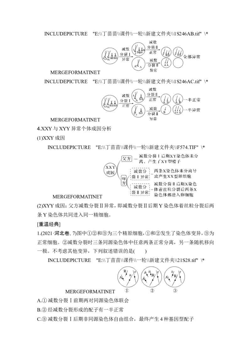微专题5减数分裂与可遗传变异的关系_2024年新高考资料_1.2024一轮复习_2024年高考生物一轮复习讲义（新人教版）_另附1套Word版题库_必修1_第四单元细胞的生命历程