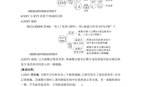 微专题5减数分裂与可遗传变异的关系_2024年新高考资料_1.2024一轮复习_2024年高考生物一轮复习讲义（新人教版）_另附1套Word版题库_必修1_第四单元细胞的生命历程