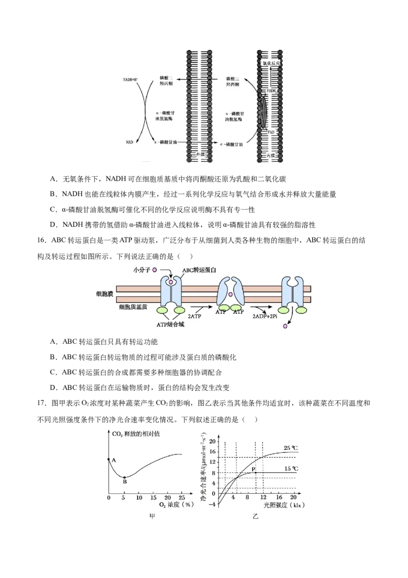 押新高考卷分子与细胞（原卷版）-备战2024年高考生物临考题号押题（新高考通用）_2024年新高考资料_5.2024三轮冲刺_备战2024年高考生物临考题号押题（新高考通用）322745222