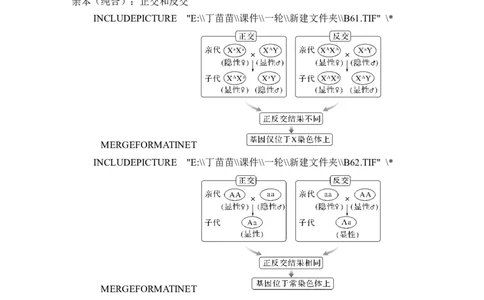 微专题9基因定位的遗传实验设计_2024年新高考资料_1.2024一轮复习_2024年高考生物一轮复习讲义（新人教版）_另附1套Word版题库_必修2_第五单元遗传的基本规律