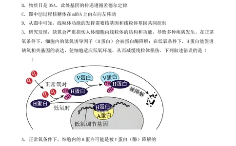专题08基因的表达以及基因频率的计算（原卷版）_2024年新高考资料_3.2024专项复习_备战2024年高考生物一轮复习重难点突破讲解与训练（新教材）