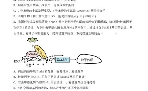 专题08基因的表达以及基因频率的计算（原卷版）_2024年新高考资料_3.2024专项复习_备战2024年高考生物一轮复习重难点突破讲解与训练（新教材）