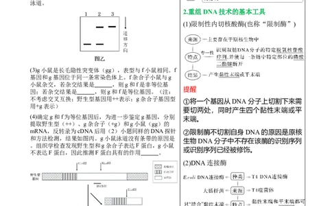 押新高考卷生物技术与工程（解析版）-备战2024年高考生物临考题号押题（新高考通用）_2024年新高考资料_5.2024三轮冲刺_备战2024年高考生物临考题号押题（新高考通用）322745222_668
