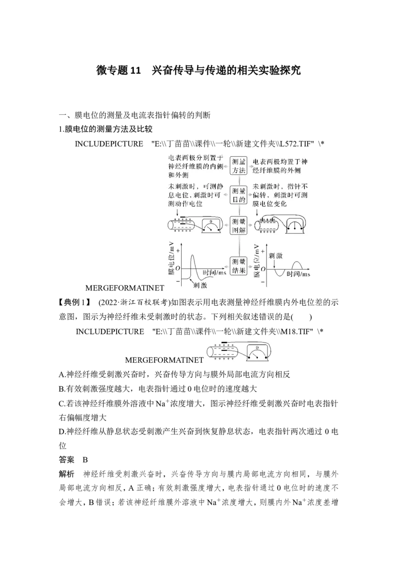 微专题11兴奋传导与传递的相关实验探究_2024年新高考资料_1.2024一轮复习_2024年高考生物一轮复习讲义（新人教版）_另附1套Word版题库_选择性必修1_第八单元稳态与调节