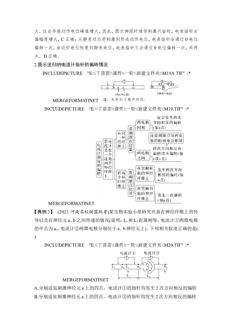 微专题11兴奋传导与传递的相关实验探究_2024年新高考资料_1.2024一轮复习_2024年高考生物一轮复习讲义（新人教版）_另附1套Word版题库_选择性必修1_第八单元稳态与调节