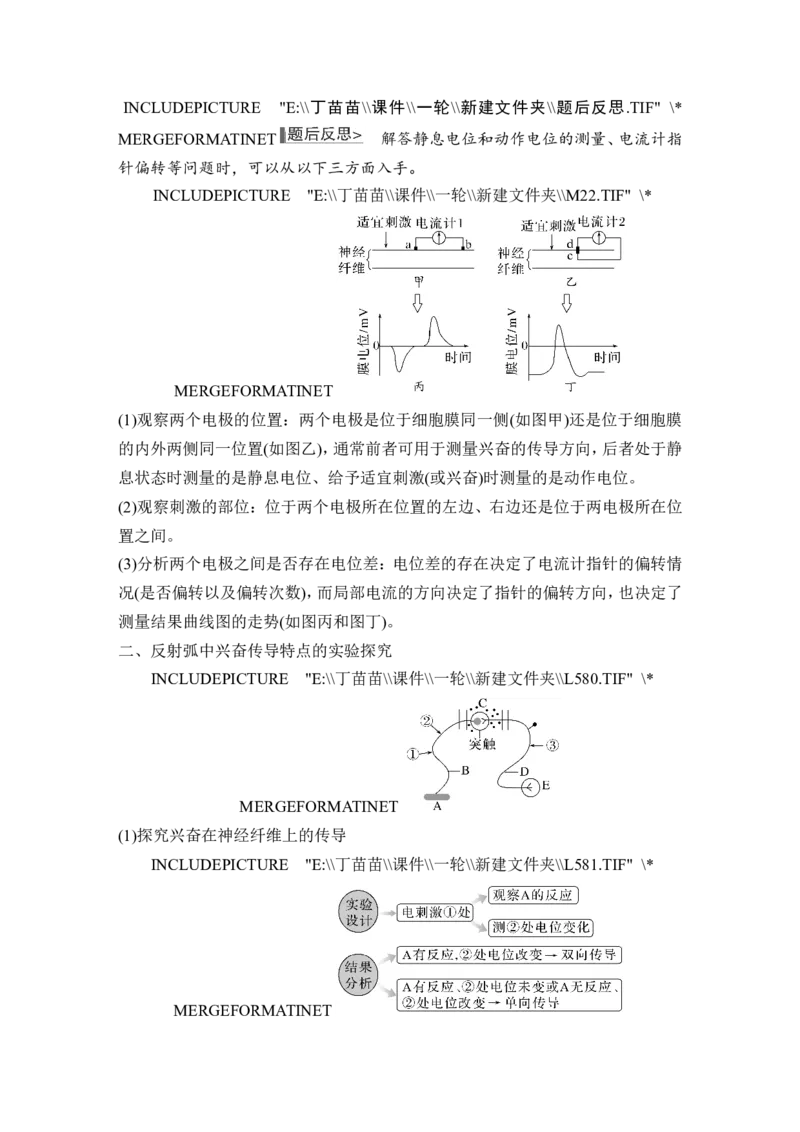 微专题11兴奋传导与传递的相关实验探究_2024年新高考资料_1.2024一轮复习_2024年高考生物一轮复习讲义（新人教版）_另附1套Word版题库_选择性必修1_第八单元稳态与调节