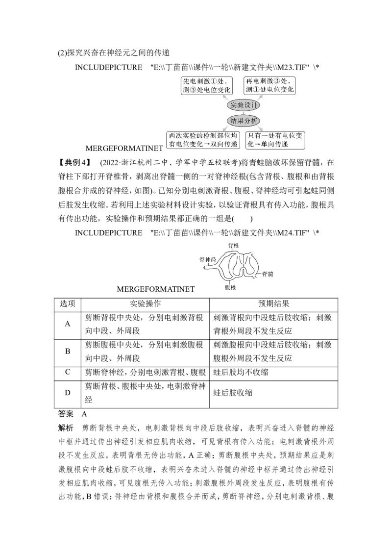 微专题11兴奋传导与传递的相关实验探究_2024年新高考资料_1.2024一轮复习_2024年高考生物一轮复习讲义（新人教版）_另附1套Word版题库_选择性必修1_第八单元稳态与调节