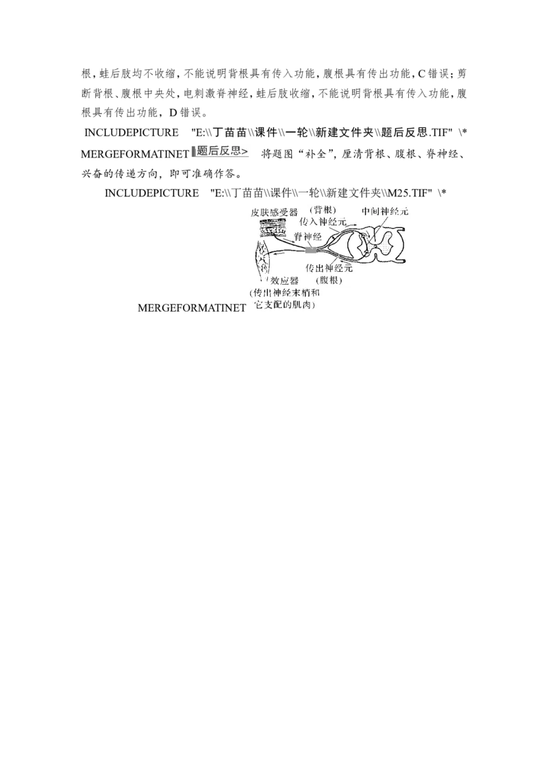 微专题11兴奋传导与传递的相关实验探究_2024年新高考资料_1.2024一轮复习_2024年高考生物一轮复习讲义（新人教版）_另附1套Word版题库_选择性必修1_第八单元稳态与调节