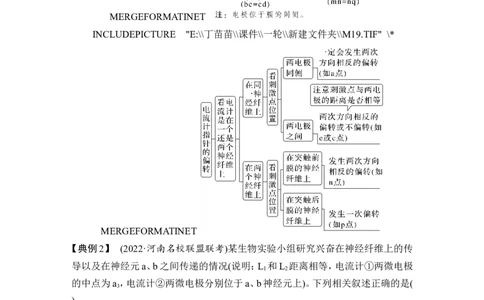 微专题11兴奋传导与传递的相关实验探究_2024年新高考资料_1.2024一轮复习_2024年高考生物一轮复习讲义（新人教版）_另附1套Word版题库_选择性必修1_第八单元稳态与调节