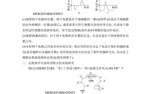 微专题11兴奋传导与传递的相关实验探究_2024年新高考资料_1.2024一轮复习_2024年高考生物一轮复习讲义（新人教版）_另附1套Word版题库_选择性必修1_第八单元稳态与调节