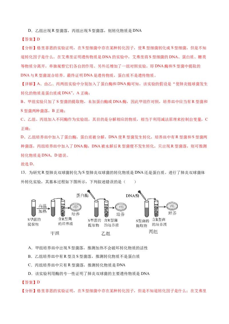 专题20DNA是主要的遗传物质（解析版)_2024年新高考资料_3.2024专项复习_备战2024年高考生物一轮复习重难点专项突破_专题20DNA是主要的遗传物质