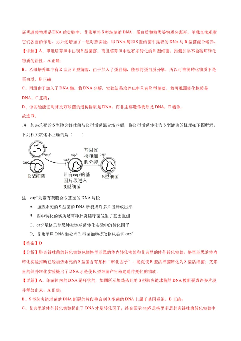 专题20DNA是主要的遗传物质（解析版)_2024年新高考资料_3.2024专项复习_备战2024年高考生物一轮复习重难点专项突破_专题20DNA是主要的遗传物质