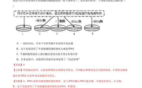 专题20DNA是主要的遗传物质（解析版)_2024年新高考资料_3.2024专项复习_备战2024年高考生物一轮复习重难点专项突破_专题20DNA是主要的遗传物质