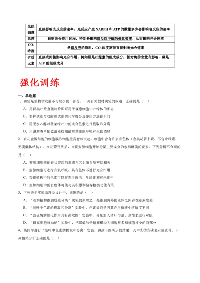 专题10光合作用（原卷版)_2024年新高考资料_3.2024专项复习_备战2024年高考生物一轮复习重难点专项突破_专题10光合作用-备战2024年高考生物一轮复习重难点专项突破