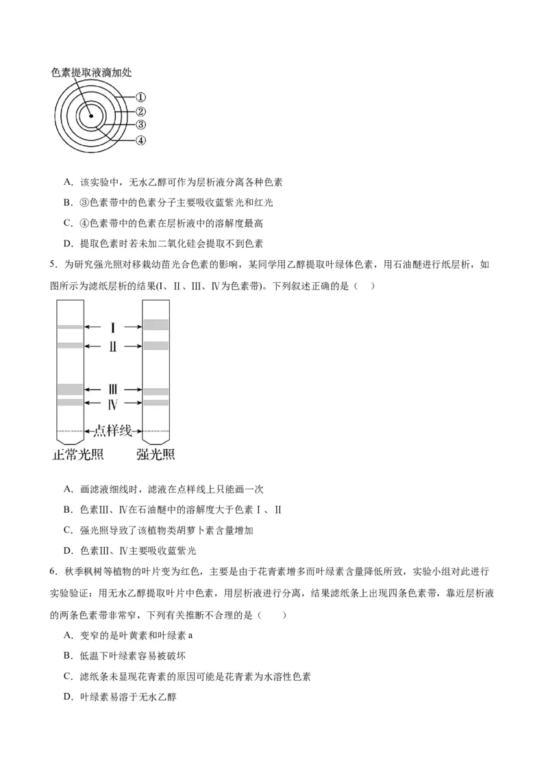 专题10光合作用（原卷版)_2024年新高考资料_3.2024专项复习_备战2024年高考生物一轮复习重难点专项突破_专题10光合作用-备战2024年高考生物一轮复习重难点专项突破