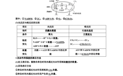 专题10光合作用（原卷版)_2024年新高考资料_3.2024专项复习_备战2024年高考生物一轮复习重难点专项突破_专题10光合作用-备战2024年高考生物一轮复习重难点专项突破
