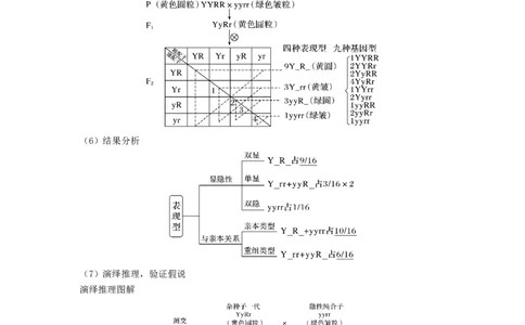 专题15基因的自由组合定律（串讲）（原卷版）_2024年新高考资料_1.2024一轮复习_备战2024年高考生物一轮复习串讲精练（新高考专用）