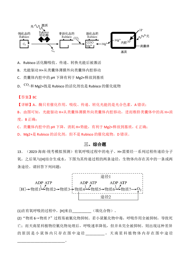 专题04细胞呼吸和光合作用（解析版）_2024年新高考资料_3.2024专项复习_备战2024年高考生物一轮复习重难点突破讲解与训练（新教材）