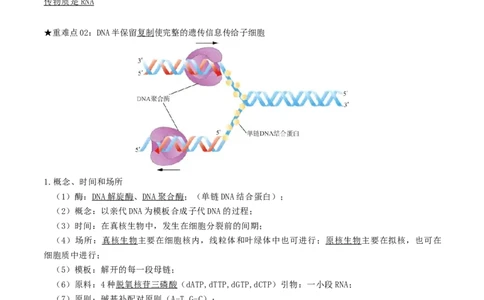 专题04遗传信息的传递与表达（原卷版）_2024年新高考资料_3.2024专项复习_2024年高考生物热点&middot;重点&middot;难点专练（上海专用）