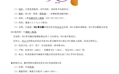 专题04遗传信息的传递与表达（原卷版）_2024年新高考资料_3.2024专项复习_2024年高考生物热点&middot;重点&middot;难点专练（上海专用）