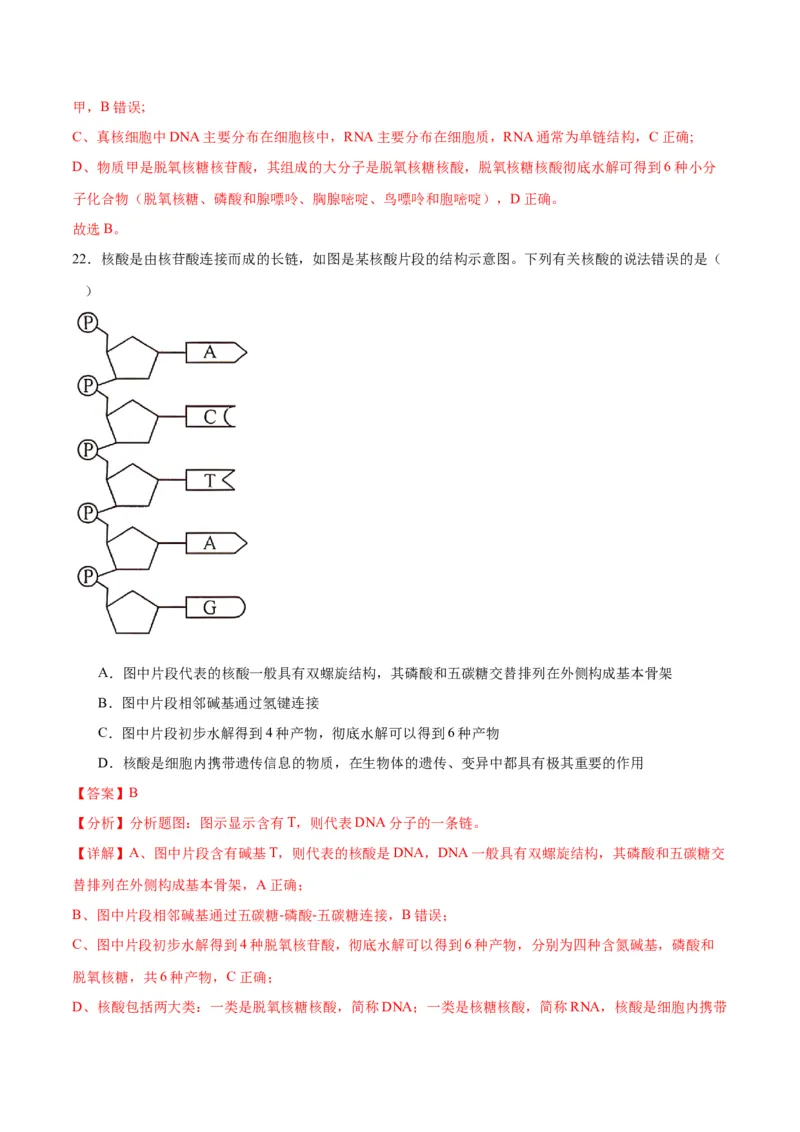 专题4蛋白质和核酸（解析版)_2024年新高考资料_3.2024专项复习_备战2024年高考生物一轮复习重难点专项突破_专题04蛋白质和核酸-备战2024年高考生物一轮复习重难点专项突破