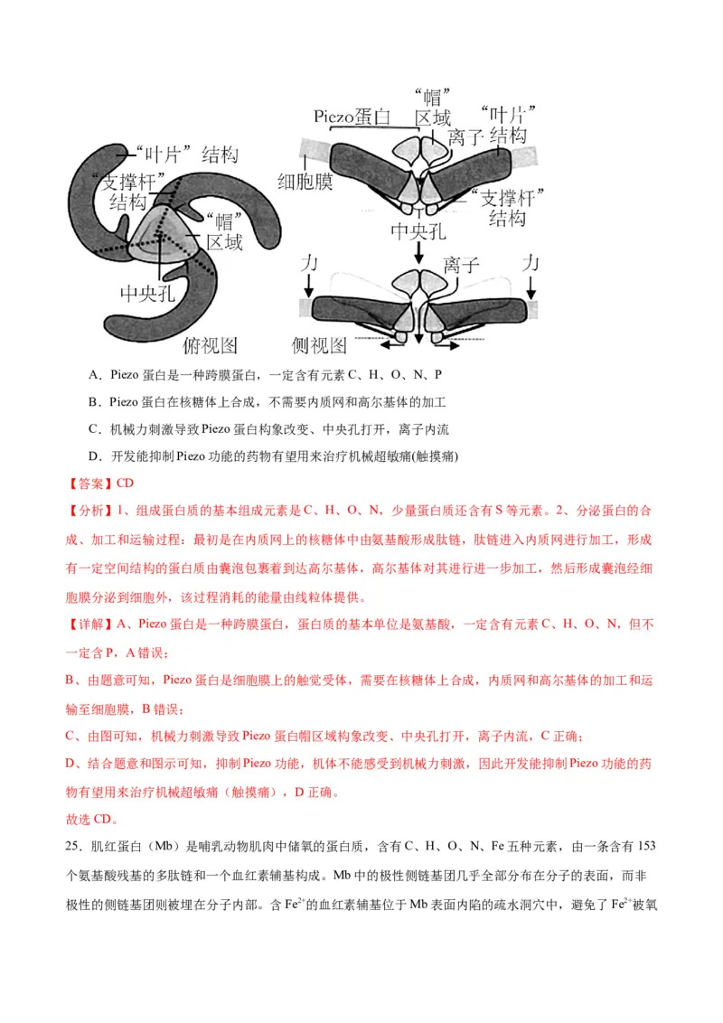 专题4蛋白质和核酸（解析版)_2024年新高考资料_3.2024专项复习_备战2024年高考生物一轮复习重难点专项突破_专题04蛋白质和核酸-备战2024年高考生物一轮复习重难点专项突破