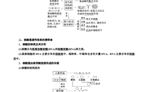 专题4蛋白质和核酸（解析版)_2024年新高考资料_3.2024专项复习_备战2024年高考生物一轮复习重难点专项突破_专题04蛋白质和核酸-备战2024年高考生物一轮复习重难点专项突破