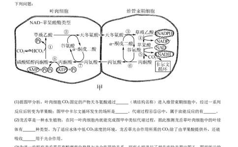 专题一分子与细胞（综合题特训）-2024年高考生物二轮复习专题训练（全国通用）（原卷版）_2024年新高考资料_2.2024二轮复习_2024年高考生物二轮复习专题训练（全国通用）