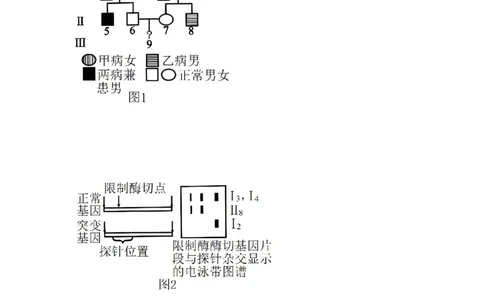 单元检测卷05基因的传递规律（原卷版）_2024年新高考资料_1.2024一轮复习_2024年高考生物一轮复习考点通关卷（新高考通用）