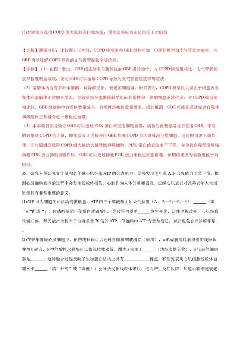 专题14细胞分化、衰老、凋亡和癌变（解析版)_2024年新高考资料_3.2024专项复习_备战2024年高考生物一轮复习重难点专项突破_专题14细胞分化、衰老、凋亡和癌变