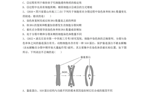 专题11细胞的增殖（精练）（原卷版）_2024年新高考资料_1.2024一轮复习_备战2024年高考生物一轮复习串讲精练（新高考专用）