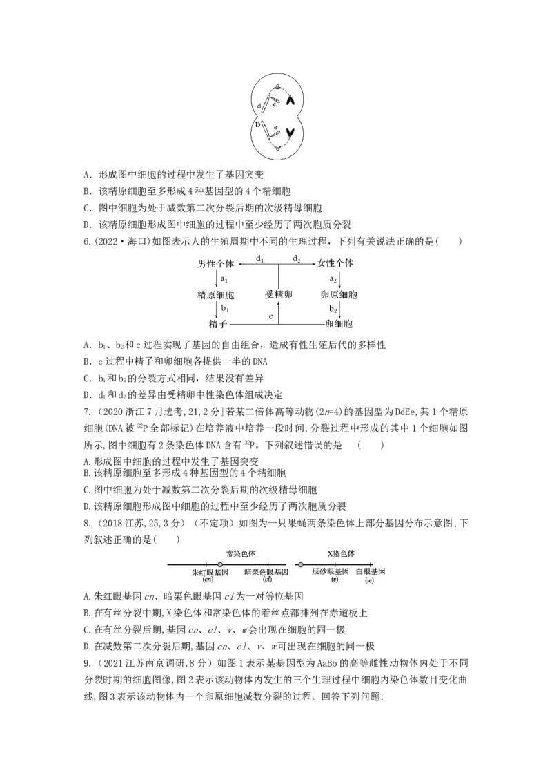 专题12减数分裂和受精作用（串讲）（原卷版）_2024年新高考资料_1.2024一轮复习_备战2024年高考生物一轮复习串讲精练（新高考专用）