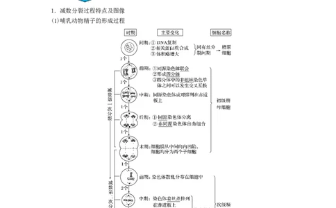 专题12减数分裂和受精作用（串讲）（原卷版）_2024年新高考资料_1.2024一轮复习_备战2024年高考生物一轮复习串讲精练（新高考专用）