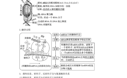 专题19基因的表达（串讲）（原卷版）_2024年新高考资料_1.2024一轮复习_备战2024年高考生物一轮复习串讲精练（新高考专用）