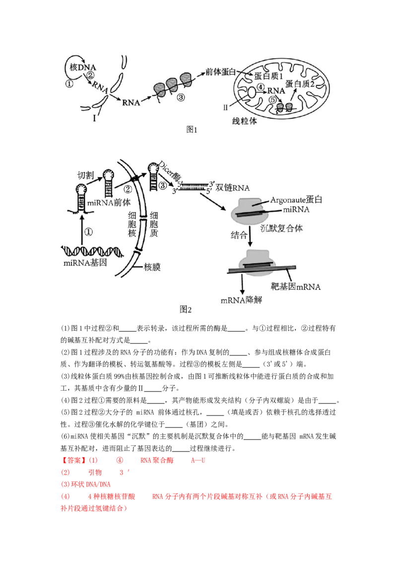 专题14基因的表达（解析版）_2024年新高考资料_1.2024一轮复习_备战2024年高考生物一轮复习抢分特训（全国通用）_专题14基因的表达-备战2024年高考生物一轮复习抢分特训（全国通用）