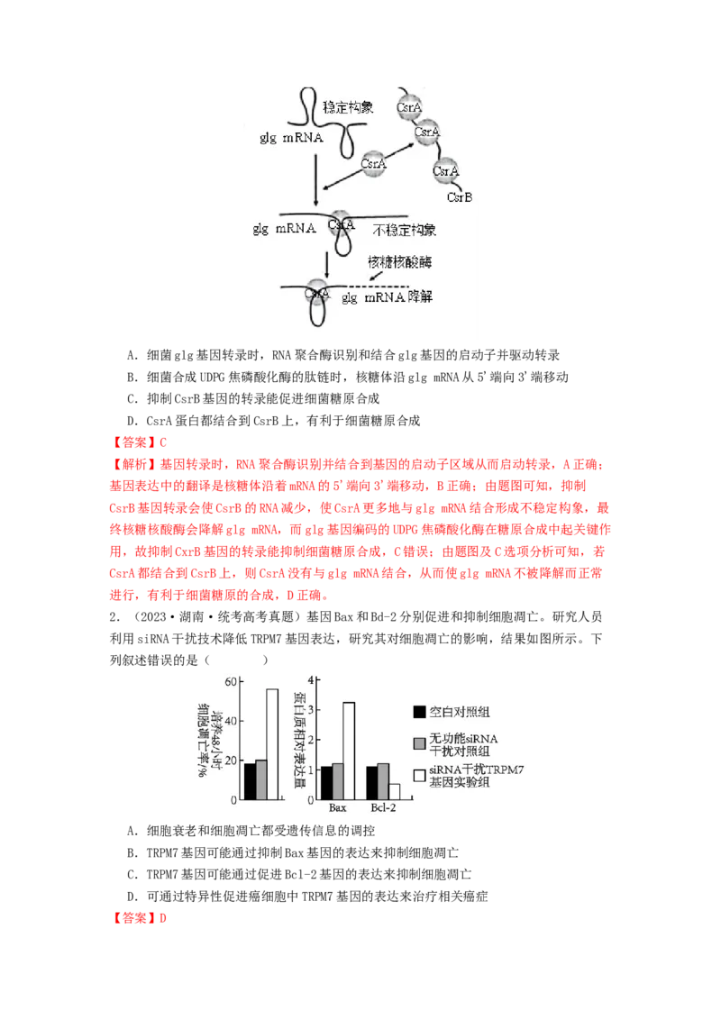 专题14基因的表达（解析版）_2024年新高考资料_1.2024一轮复习_备战2024年高考生物一轮复习抢分特训（全国通用）_专题14基因的表达-备战2024年高考生物一轮复习抢分特训（全国通用）