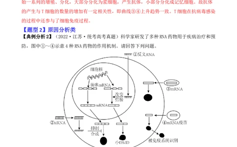 专题08生命活动调节（解析版）_2024年新高考资料_2.2024二轮复习_2024年高考生物二轮热点题型归纳与变式演练（新高考通用）