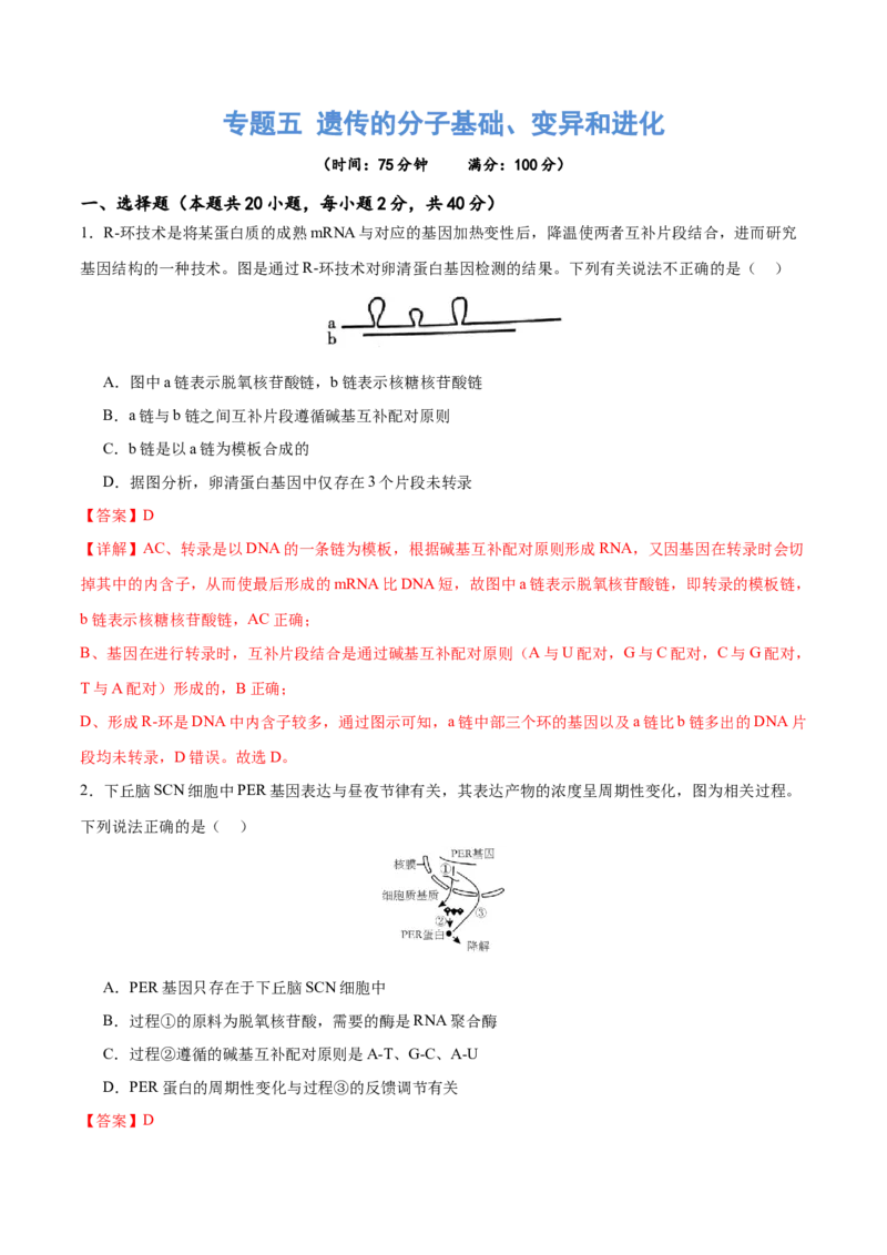 专题五遗传的分子基础、变异和进化（测试）（解析版）_2024年新高考资料_2.2024二轮复习_2024年高考生物二轮复习讲练测（新教材新高考）