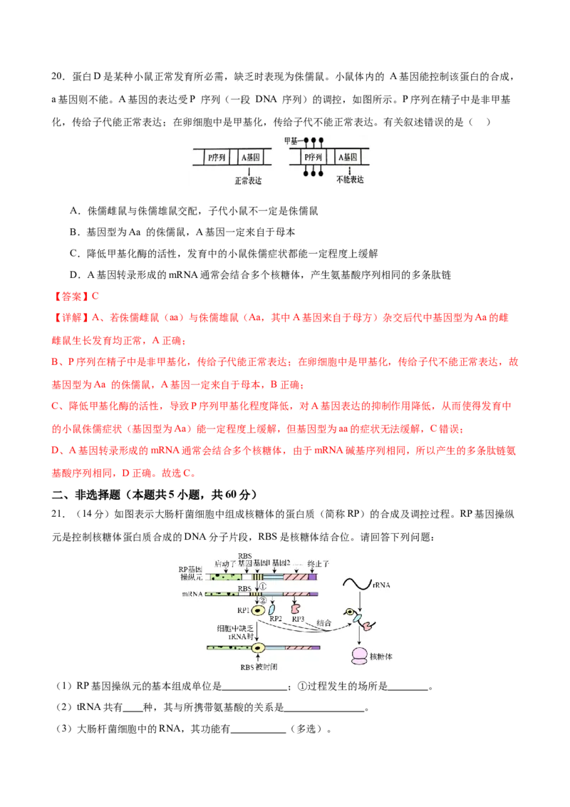 专题五遗传的分子基础、变异和进化（测试）（解析版）_2024年新高考资料_2.2024二轮复习_2024年高考生物二轮复习讲练测（新教材新高考）