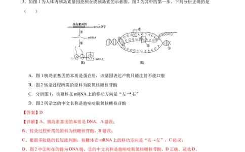 专题五遗传的分子基础、变异和进化（测试）（解析版）_2024年新高考资料_2.2024二轮复习_2024年高考生物二轮复习讲练测（新教材新高考）