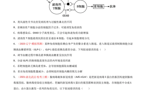 专题11免疫调节（原卷版）_2024年新高考资料_3.2024专项复习_备战2024年高考生物一轮复习重难点突破讲解与训练（新教材）