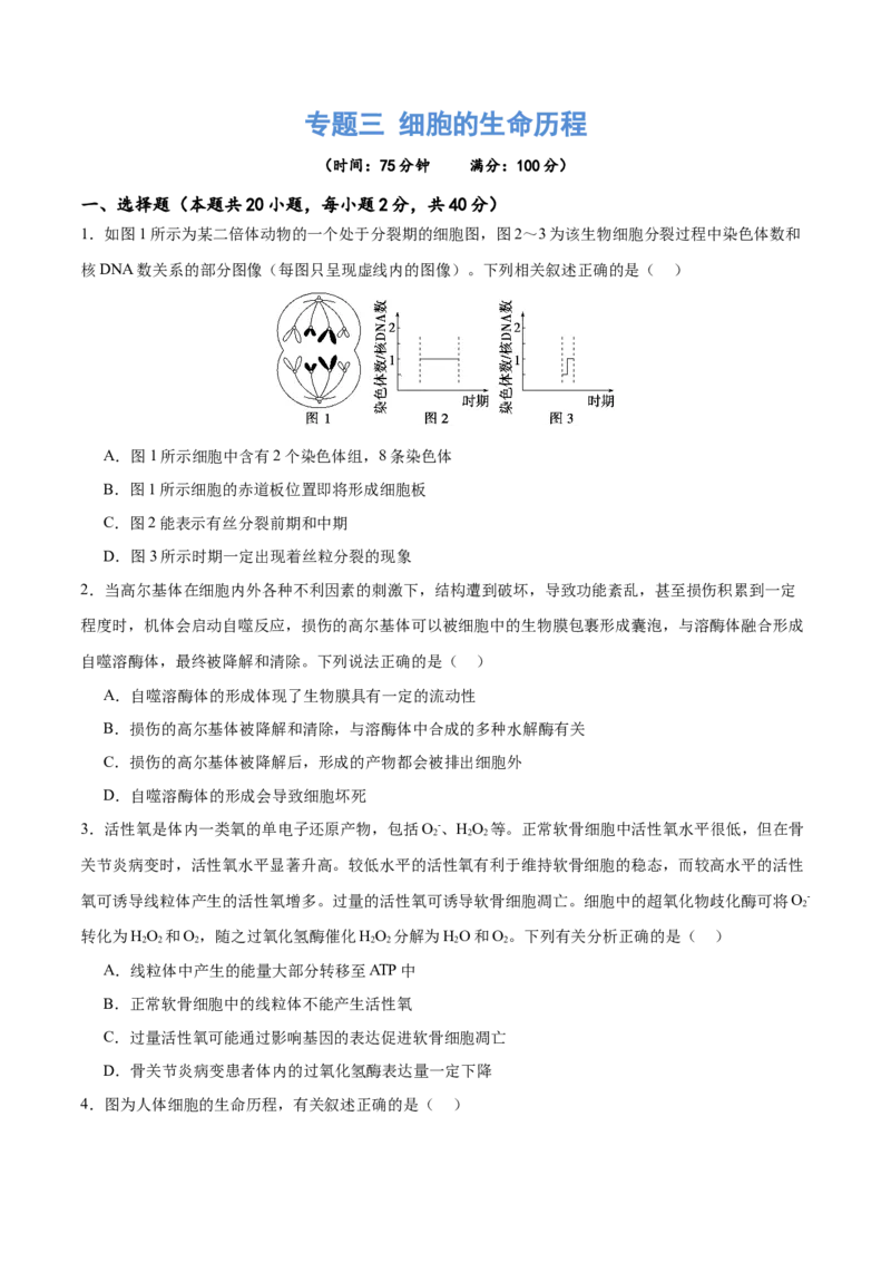 专题三细胞的生命历程（测试）（原卷版）_2024年新高考资料_2.2024二轮复习_2024年高考生物二轮复习讲练测（新教材新高考）