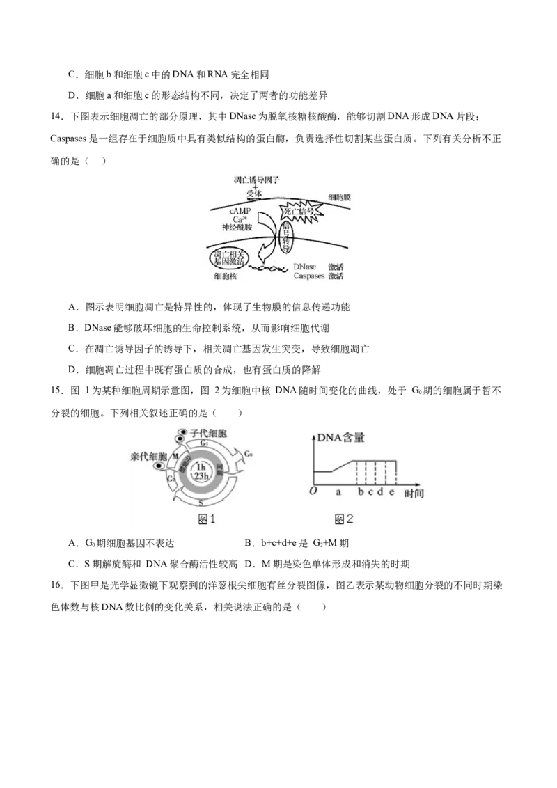 专题三细胞的生命历程（测试）（原卷版）_2024年新高考资料_2.2024二轮复习_2024年高考生物二轮复习讲练测（新教材新高考）